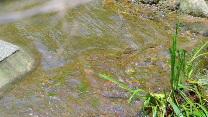 河边流水河流河水小溪山泉泉水水流慢动作美