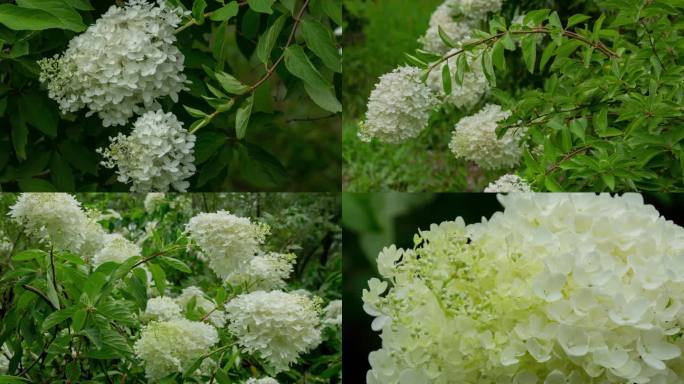 野草野花园林花卉圆锥绣球虎耳草