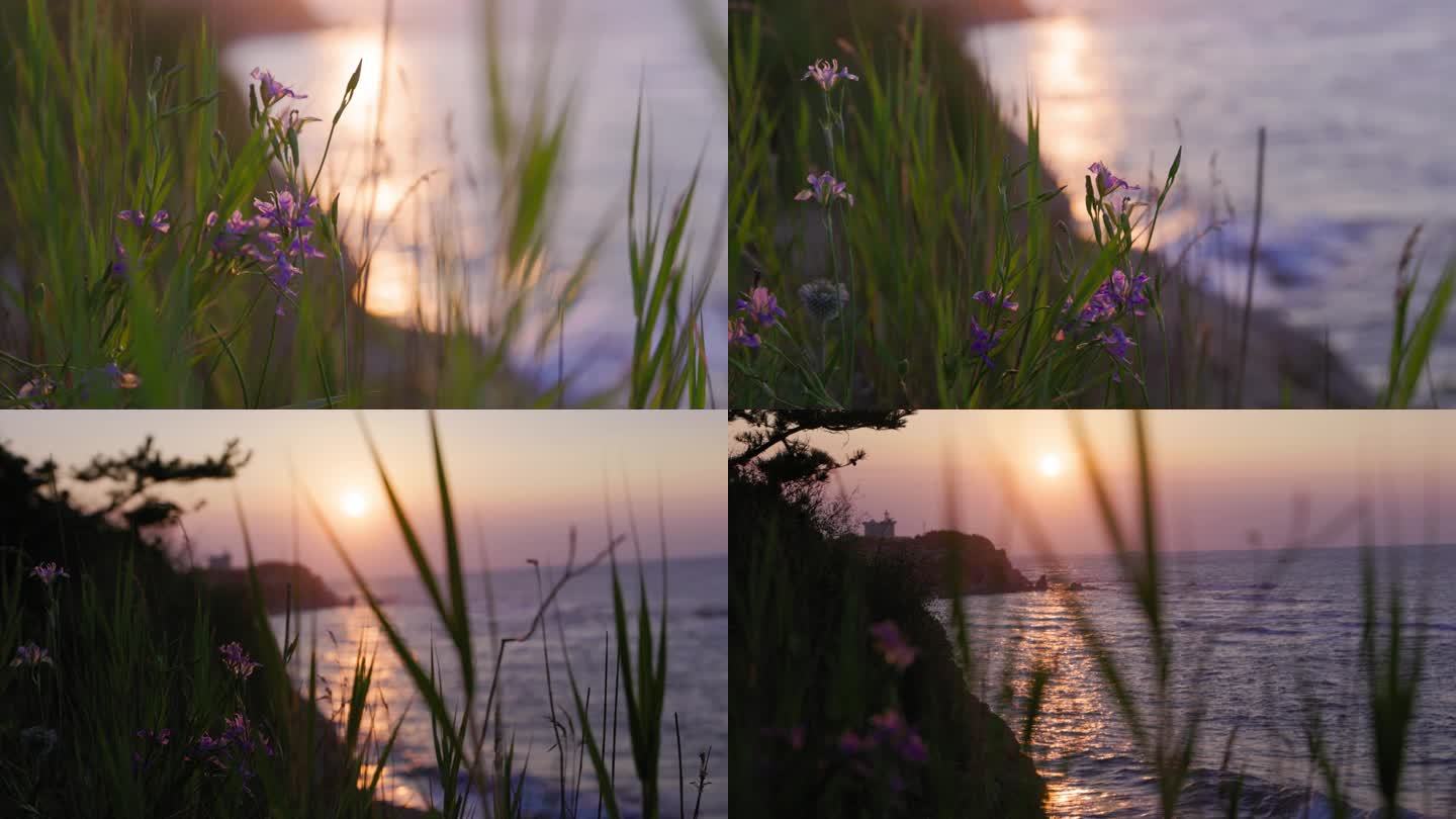 夕阳 大海 野花 海岸