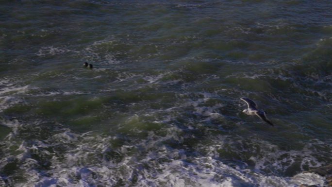 一只海鸥 大海 海浪