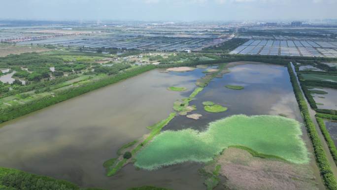 七组南沙自贸区湿地公园十九涌湿地河流船只