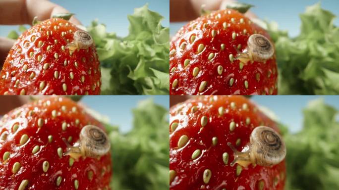 我拿着一个草莓，上面有一只小蜗牛，把它靠近相机，微距。