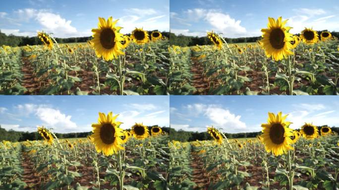 向日葵种植园:延时和实时镜头系列