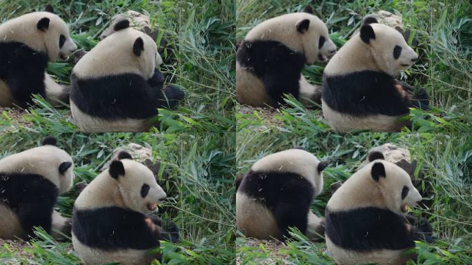 两只大熊猫躺在地上吃竹叶
