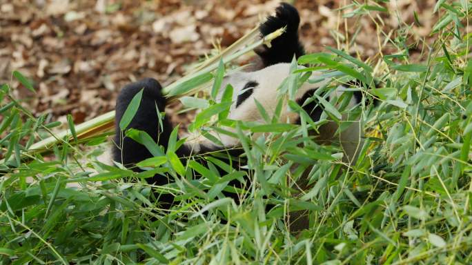 一只大熊猫躺在地上吃竹叶