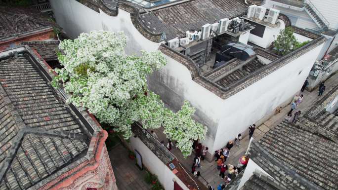 福州三坊七巷古建筑与流苏树航拍城市宣传片