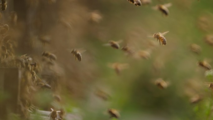 春天的养蜂场蜜蜂成群飞舞慢镜头