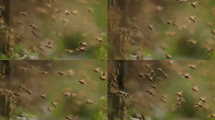 春天的养蜂场蜜蜂成群飞舞慢镜头