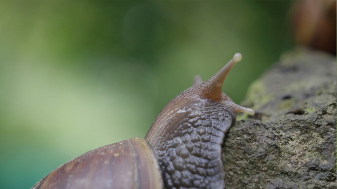 大自然非洲蜗牛