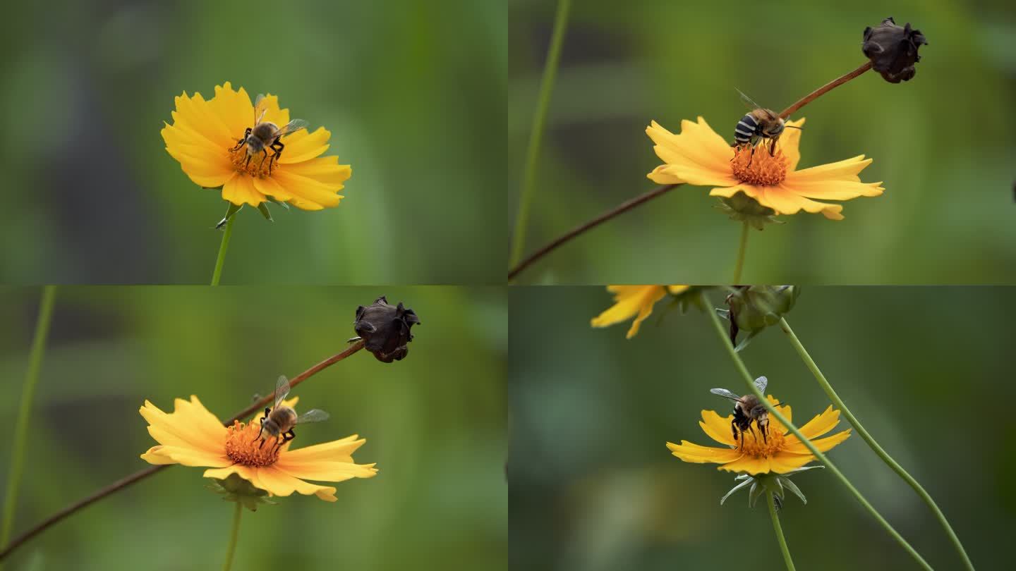 蜜蜂与黄色的花朵