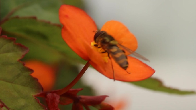 普通带状食蚜蝇——食花食蚜蝇