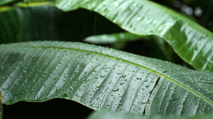 雨天的旅人蕉