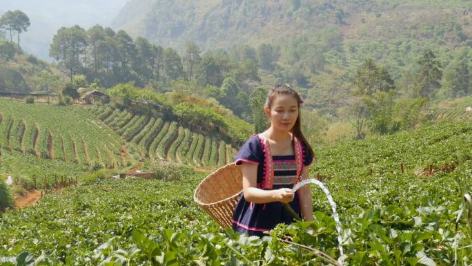 当天上午，在泰国清迈的土扬康国家公园，亚洲妇女们正在草莓地里给植物浇水。