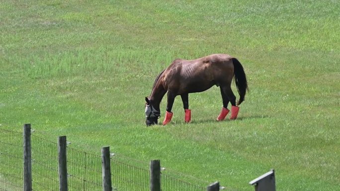 穿橘靴的马