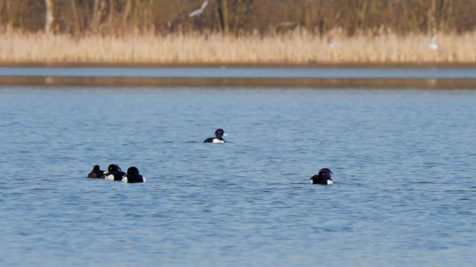 一群鸟的簇绒鸭游泳在湖股票视频