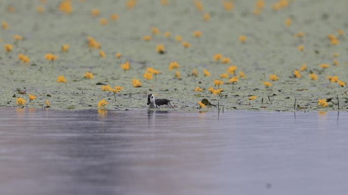 湿地花海中的珍稀水禽——棉凫