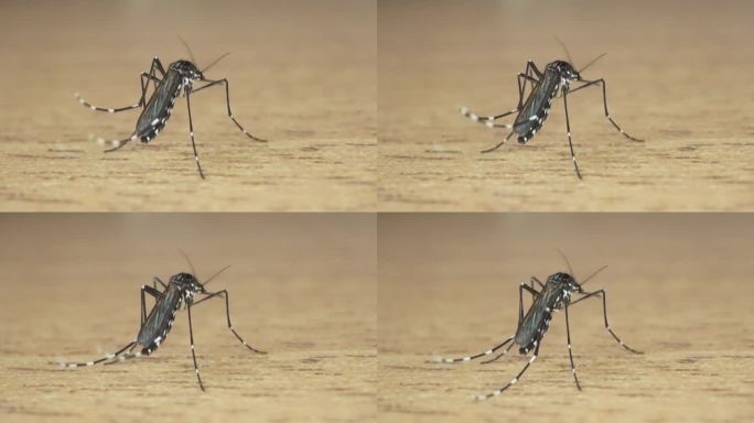 从蚊子后面看它紧闭的翅膀