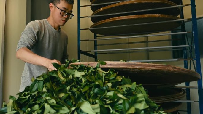 经验丰富的乌龙茶工匠，在自己的茶厂用现代化的设备生产绿茶。