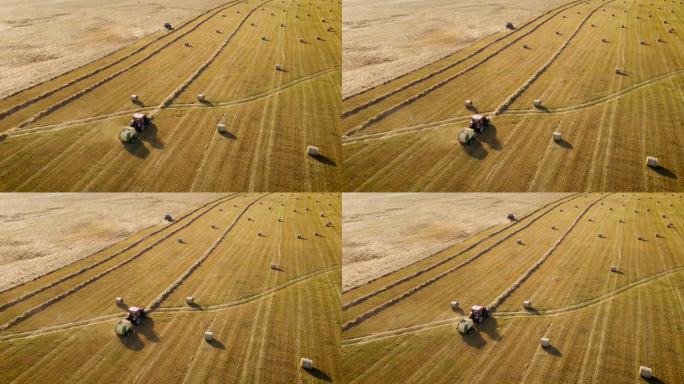拖拉机收割机穿过农田，收集干草或稻草并打包成圆捆