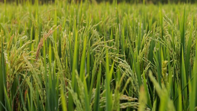 美丽的稻田特写，聚焦在绿草环绕的谷物上