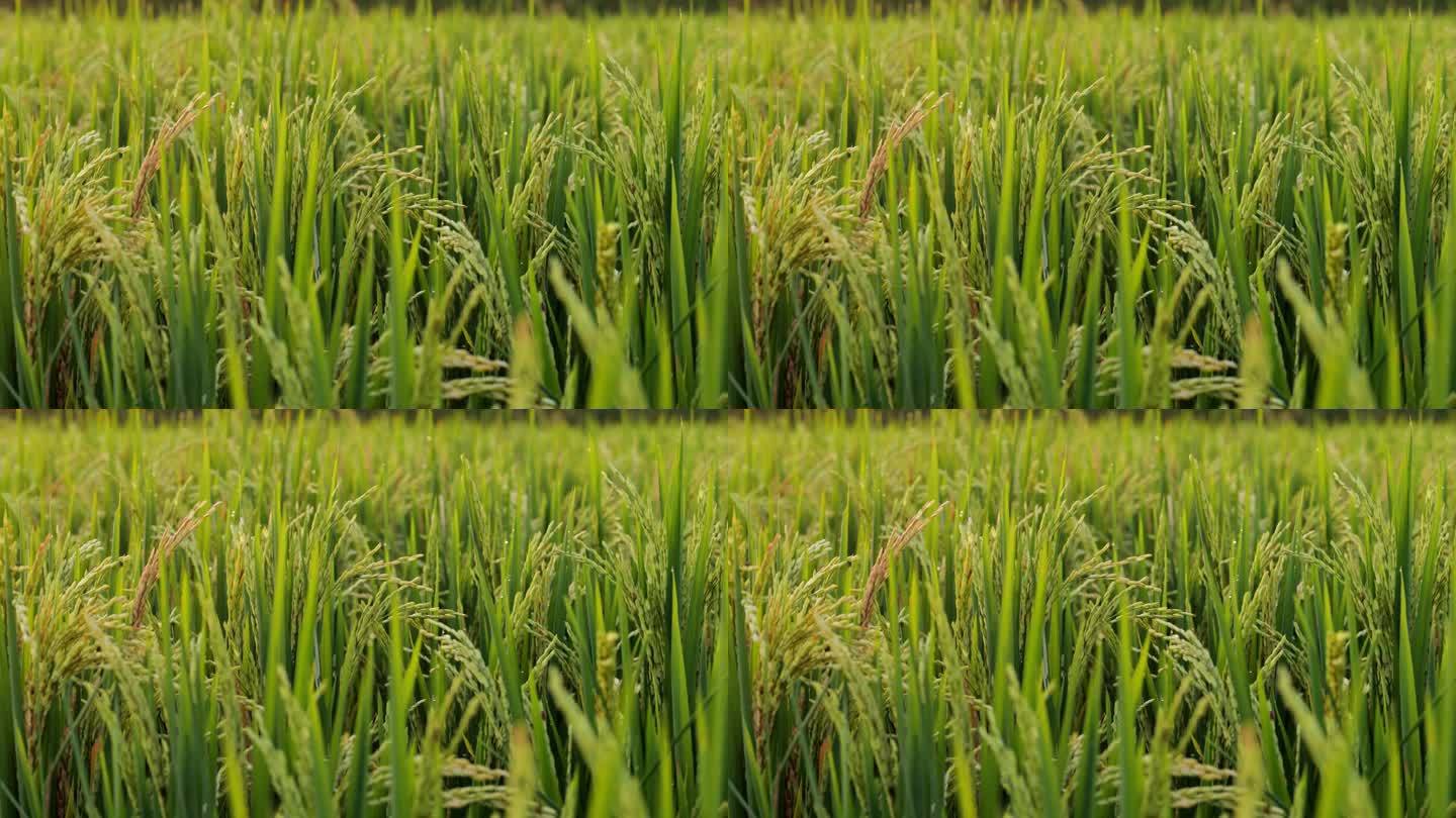 美丽的稻田特写，聚焦在绿草环绕的谷物上