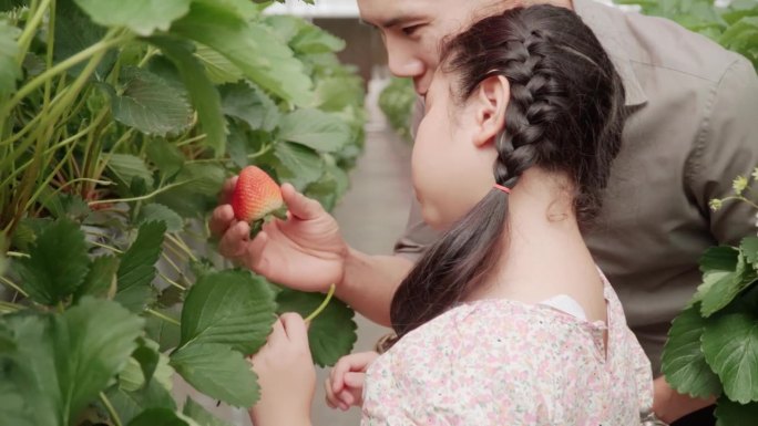 女孩在温室里摘草莓