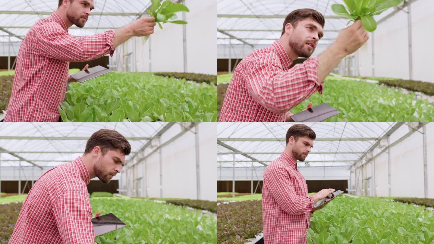 男农民手持有机蔬菜沙拉，手持数码平板电脑，在大棚种植园检查水培有机蔬菜