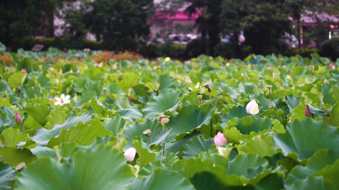 安吉余村荷花池