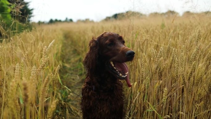 一只爱尔兰塞特犬在麦田里伸着舌头，喘着粗气，在树叶上奔跑，夕阳的散景背景。高质量的全高清镜头