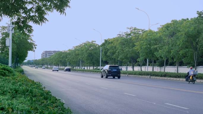 道路绿化