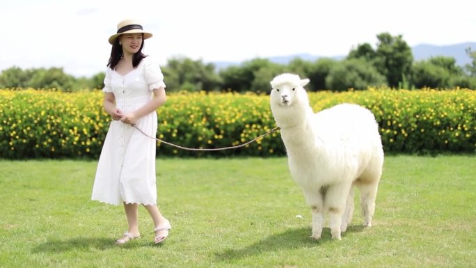 女人和羊驼 大理 旅行