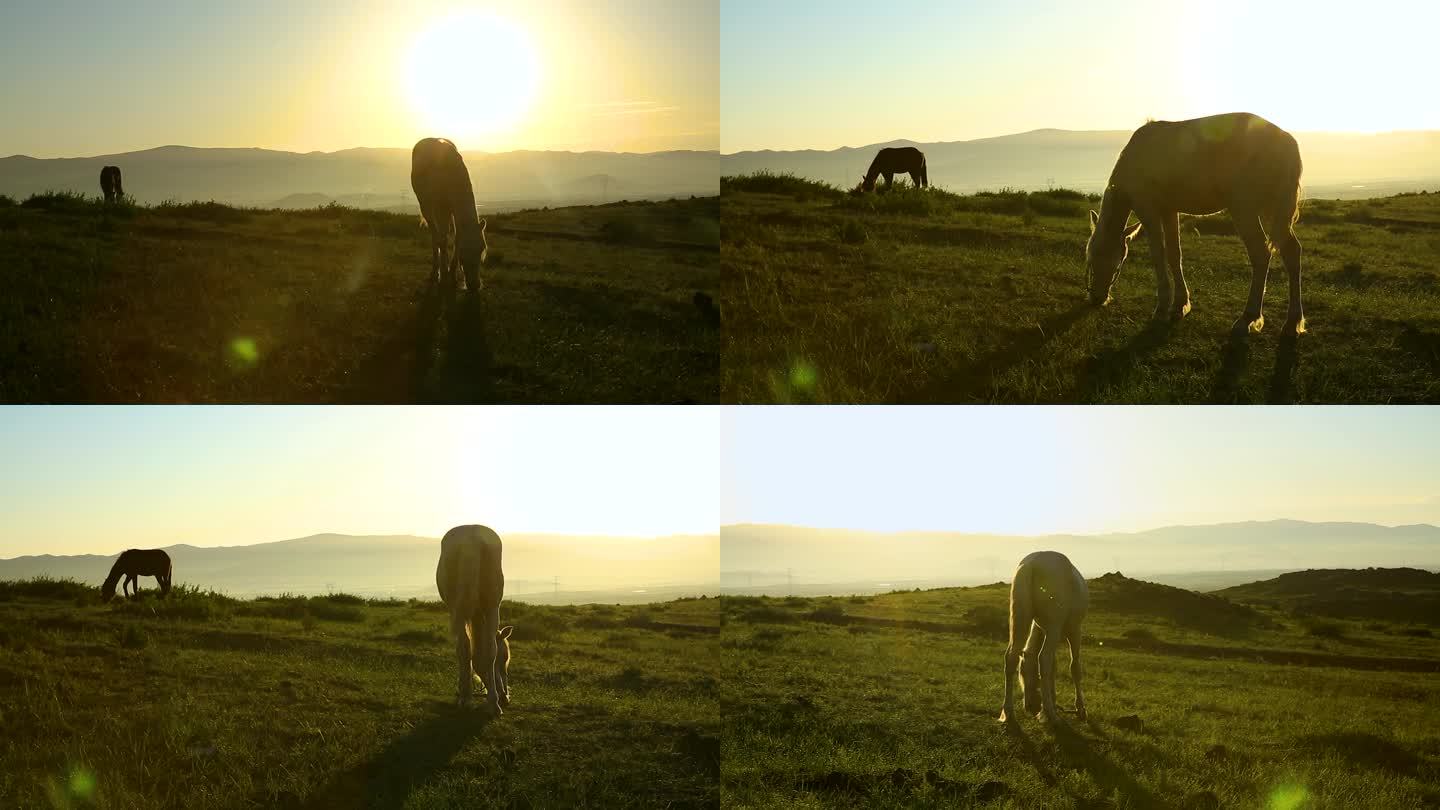 草原清晨逆光吃草的马儿（不同视角合集）