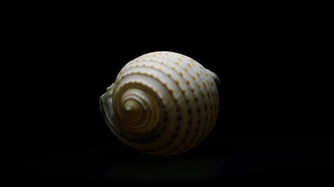 花点鹑螺贝壳标本