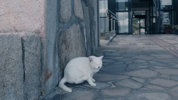 【4K】猫咪空镜