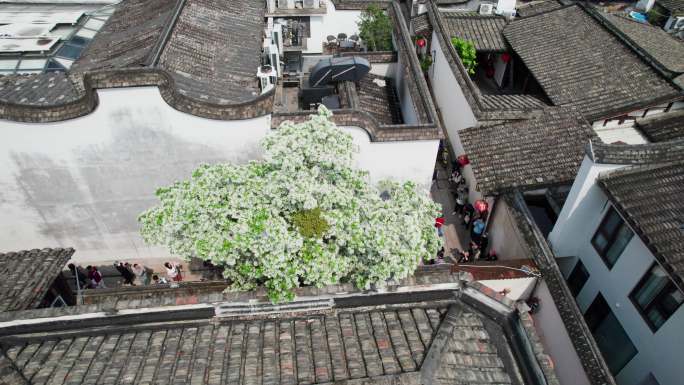 福州三坊七巷古建筑与流苏树航拍城市宣传片