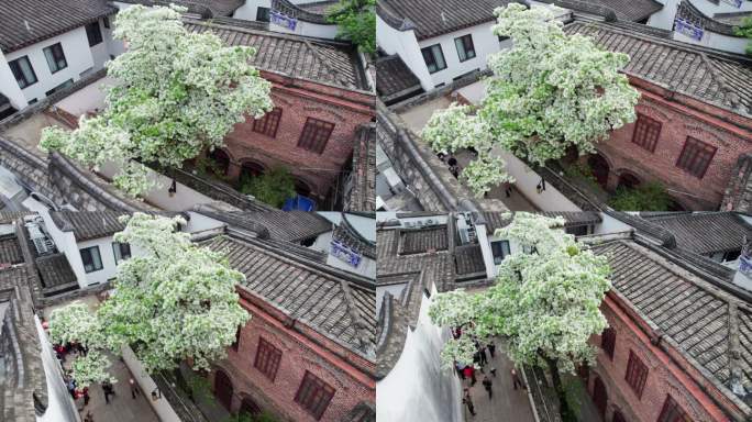 福州三坊七巷古建筑与流苏树航拍城市宣传片