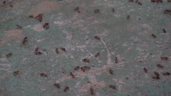 许多白蚁正在工作。白蚁正在移动巢穴