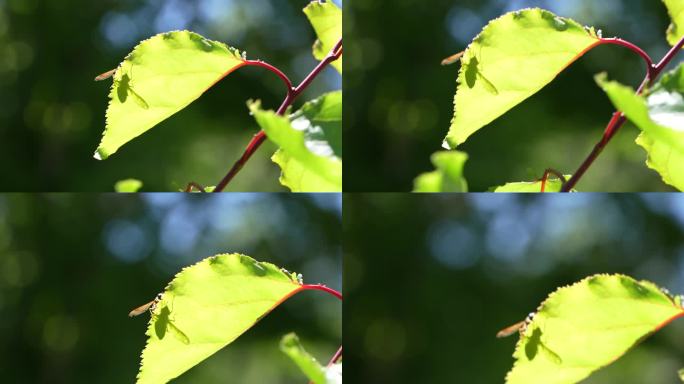 近距离4K视频的食蚜蝇在植物在自然界