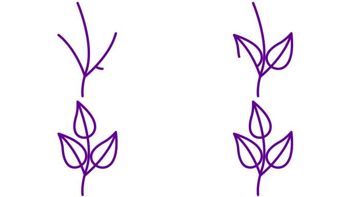 动画线性紫罗兰植物与叶子。树芽的图标。符号是逐渐画出来的。有机食品的概念，生态，农艺，收获。矢量插图