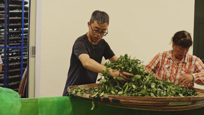 茶师傅在热空气萎凋室里工作