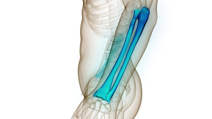 人体骨骼系统桡骨和尺骨关节解剖动画概念
