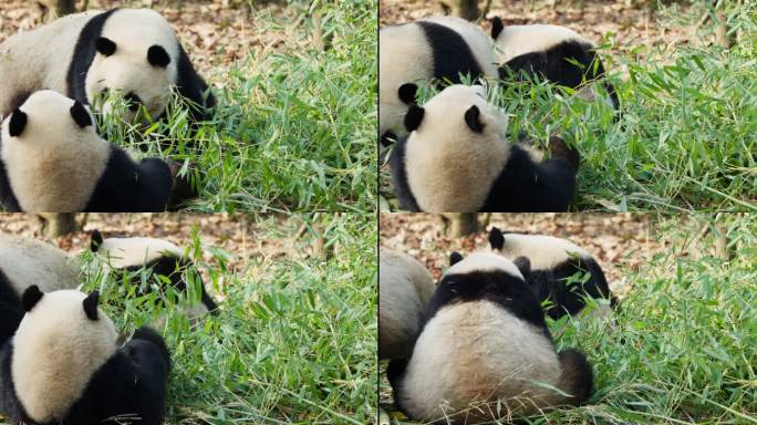 两只大熊猫躺在地上吃竹叶