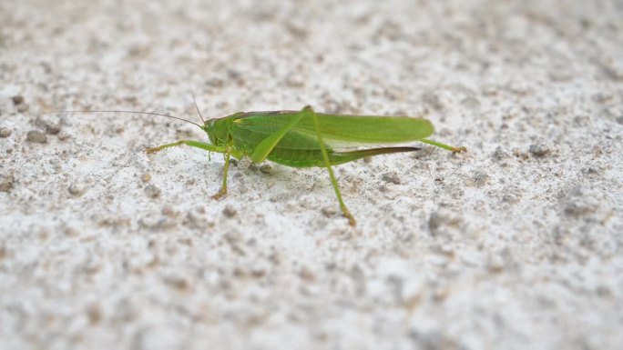 绿蚱蜢，爬墙的蟋蟀，灌木蟋蟀