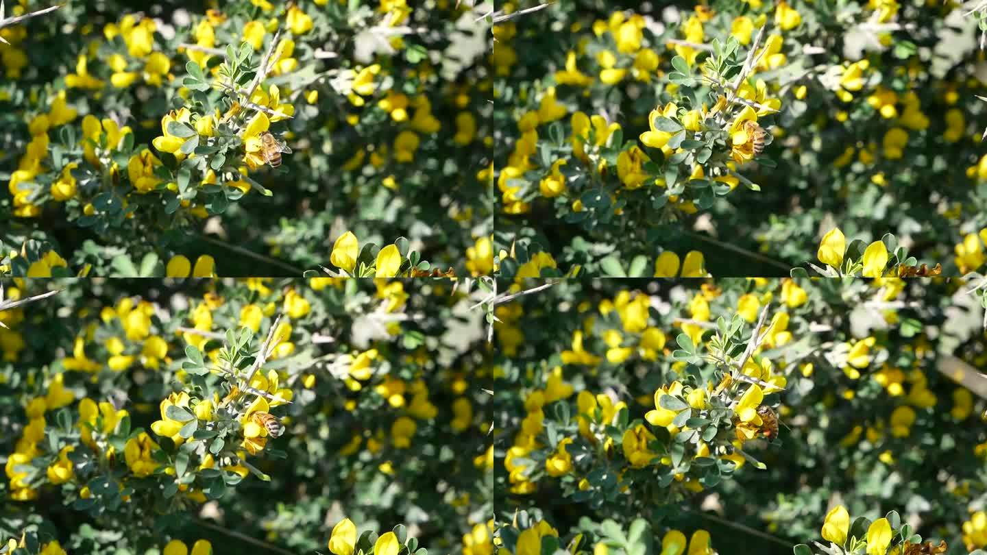 在一个阳光明媚的夏日，一只蜜蜂在黄色的金合欢花周围飞来飞去。昆虫从灌木的芳香花朵中采集花蜜。