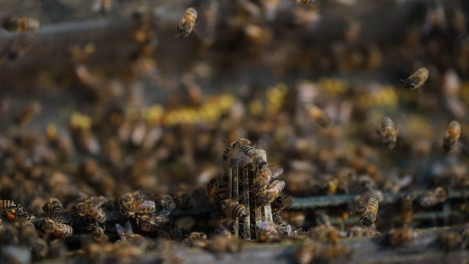 养蜂场蜂箱上密密麻麻的蜜蜂