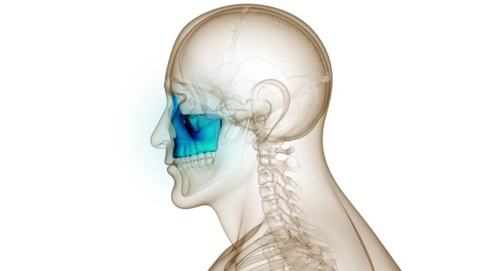 人类骨骼系统头骨骨骼部分上颌骨解剖动画概念