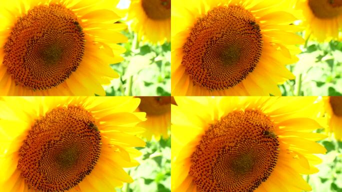 特写-向日葵花和蜜蜂