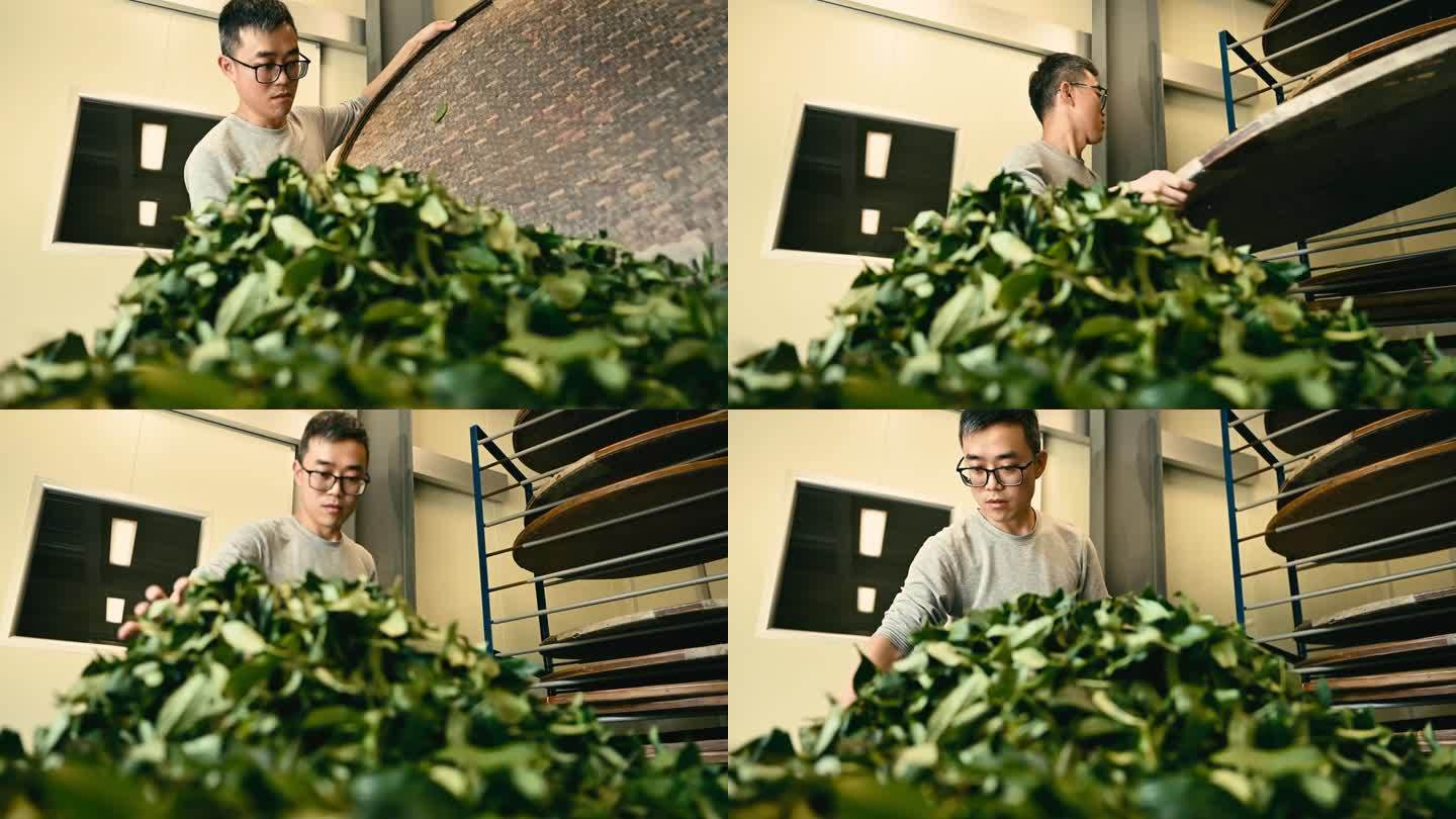 经验丰富的乌龙茶工匠，在自己的茶厂用现代化的设备生产绿茶。