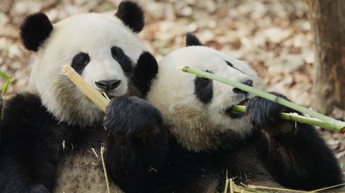 两只吃竹子的大熊猫特写