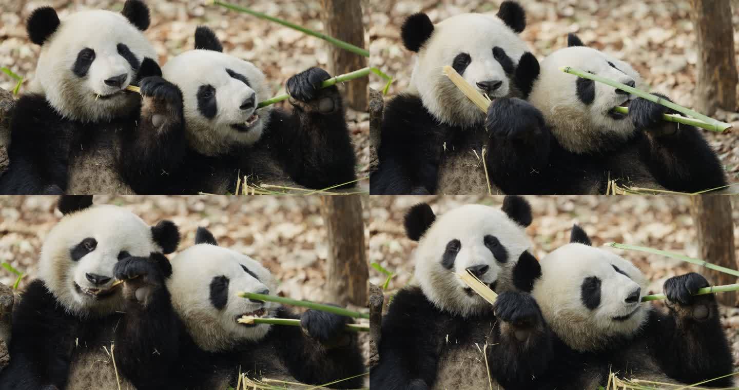 两只吃竹子的大熊猫特写